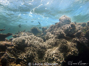 Fiji Surf/Photographed with a Canon G11 in Wananavu, Fiji by Laurie Slawson 
